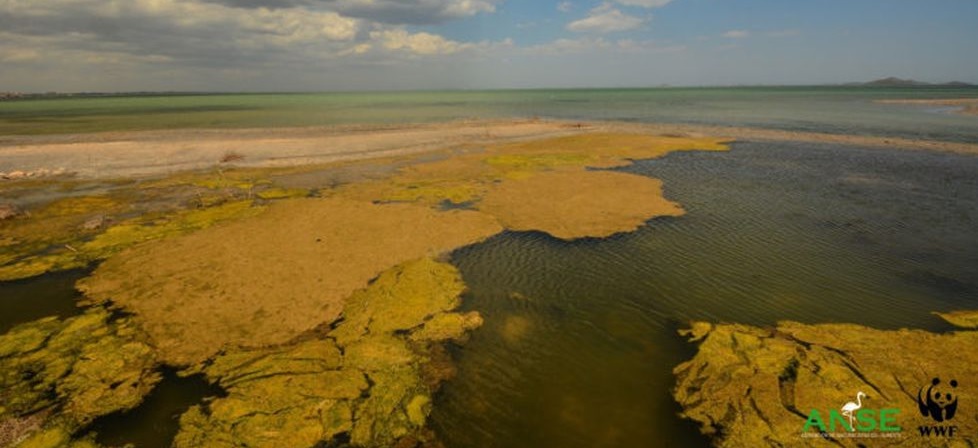 La proliferación descontrolada de algas y plantas acuáticas por la entrada de nitratos y fosfatos es el síntoma más evidente de un proceso de eutrofia