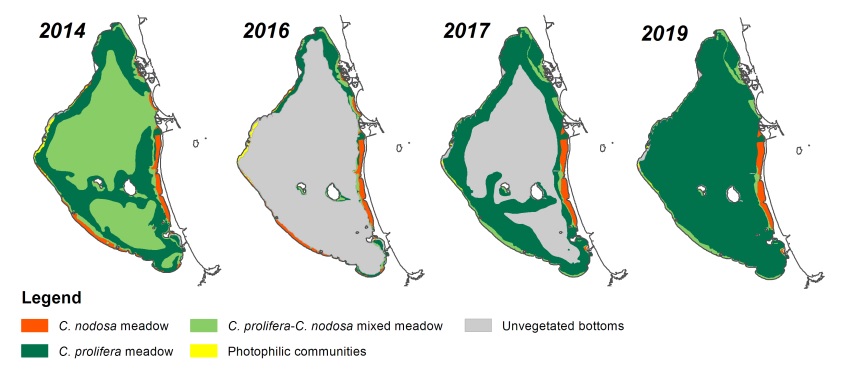 La rápida recuperación de las praderas marinas entre 2016 y 2019 consumió grandes cantidades de nutrientes de la columna de agua, contribuyendo a mejorar su estado trófico.